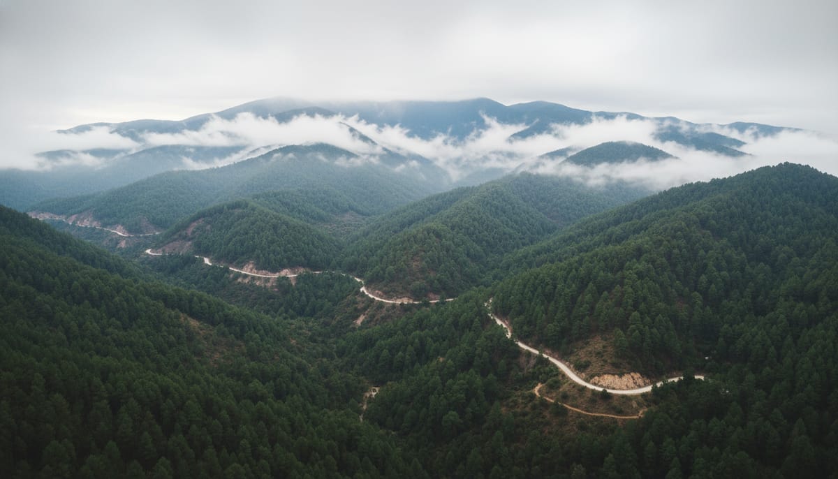 Sierra Norte misty pine forest landscape