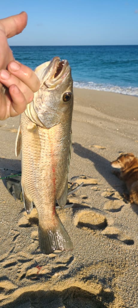 fishing in baja