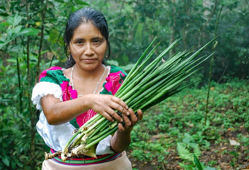 indigenous groups in mexico
