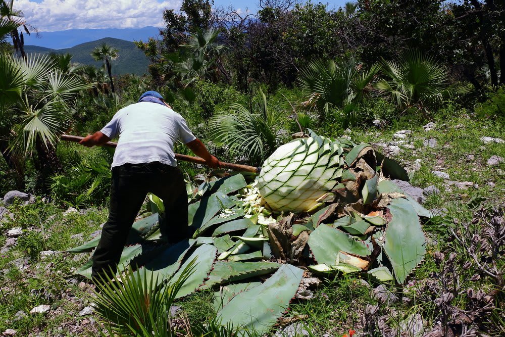 pechuga mezcal