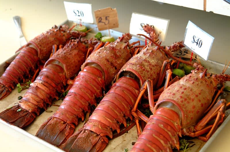 fresh lobster