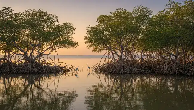 Extending route paraiso mangroves lagoon