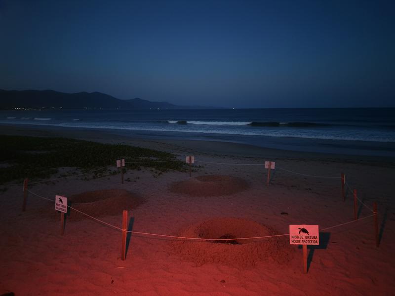 Red light used on a dark Mexican beach near marked sea turtle nests
