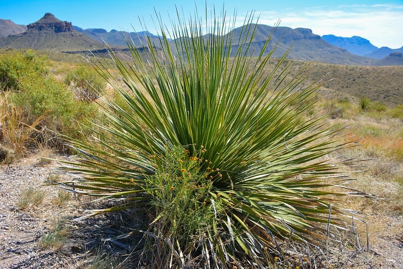 sotol