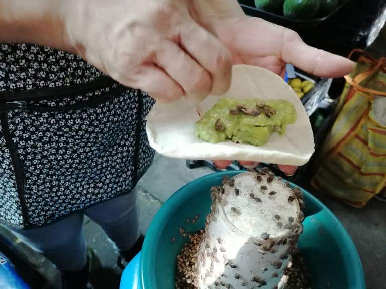 jumiles taxco mexico