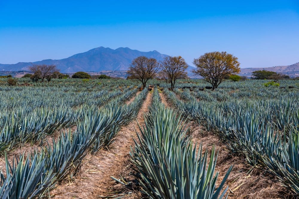 tequila jalisco