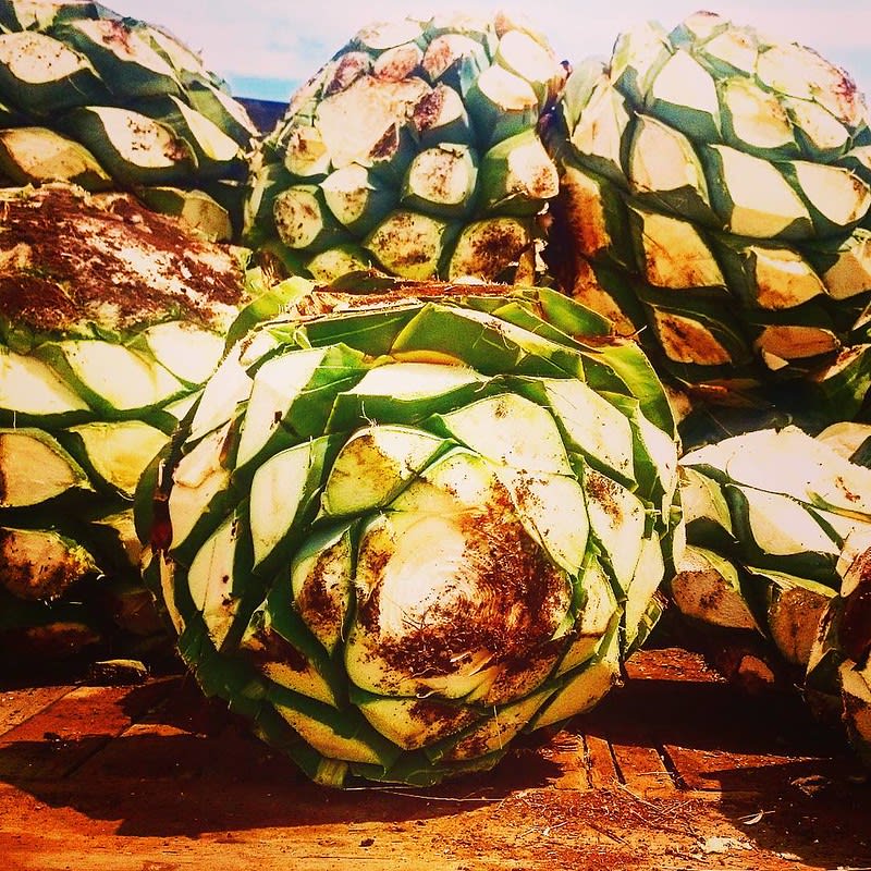 mezcal and tequila