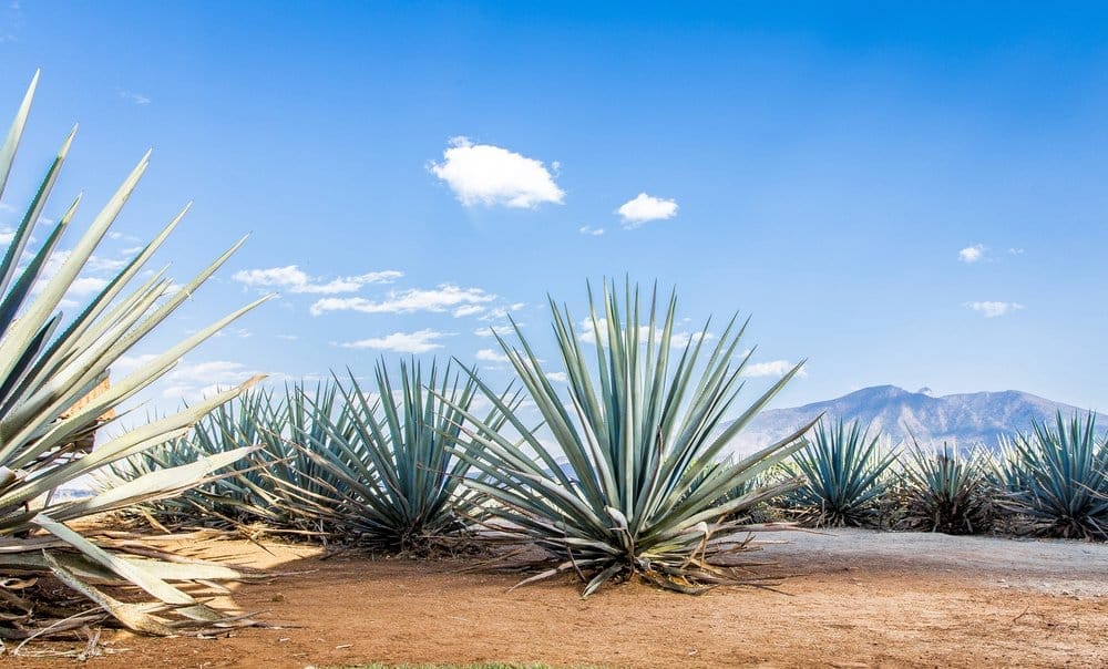 tequila vs mezcal