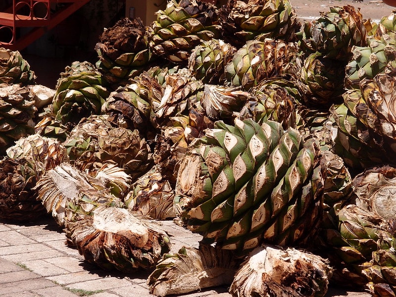 tequila vs mezcal