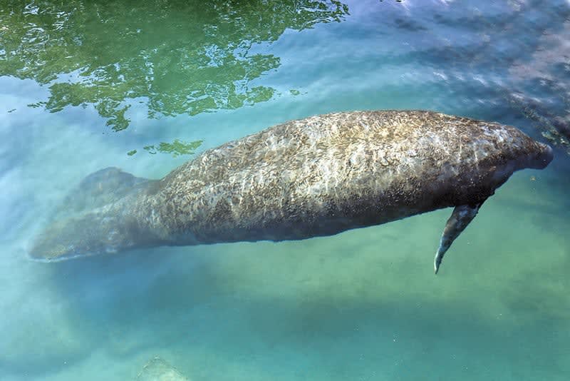 xel-ha park